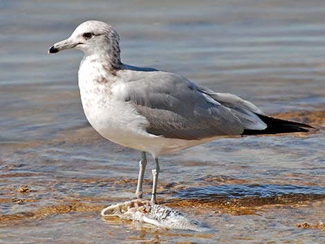 California Gull (Larus californicus)