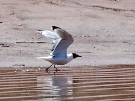 Franklin's Gull (Larus pipixcan)