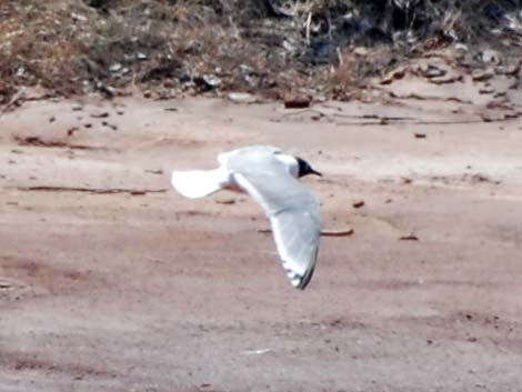 Franklin's Gull (Larus pipixcan)