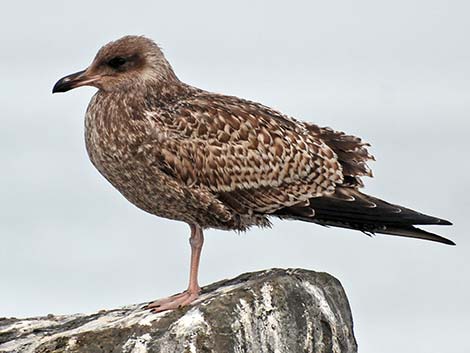 Young Gull (Larus)