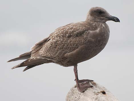 Young Gull (Larus)