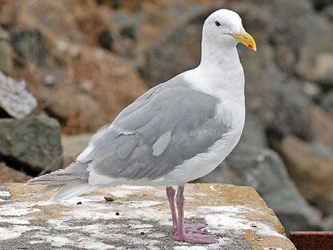 Glaucous-winged Gull (Larus glaucescens)