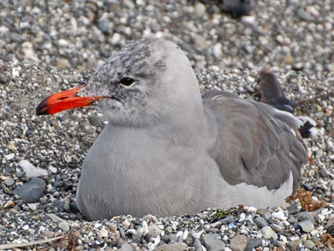 Heermann's Gull (Larus heermanni)