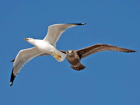 Ring-billed Gull (Larus delawarensis)