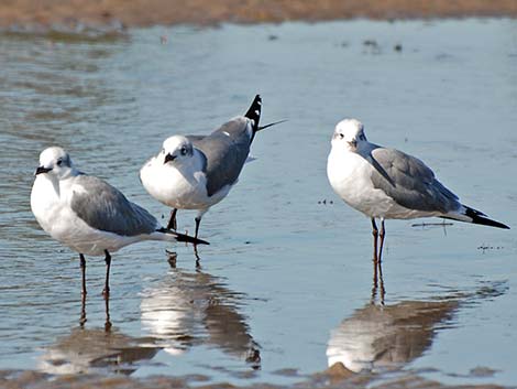 Laughing Gull (Leucophaeus atricilla)