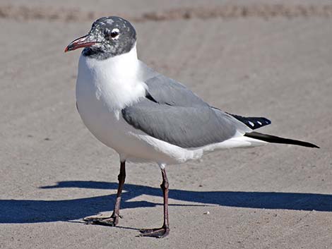 Laughing Gull (Leucophaeus atricilla)