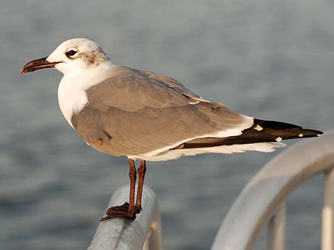 Laughing Gull (Leucophaeus atricilla)