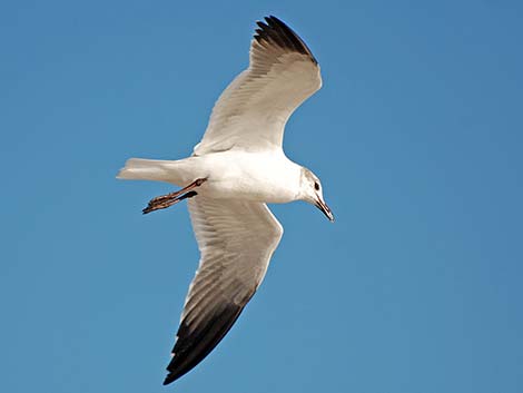 Laughing Gull (Leucophaeus atricilla)