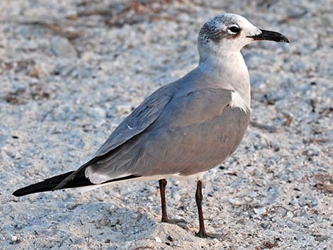 Laughing Gull (Leucophaeus atricilla)