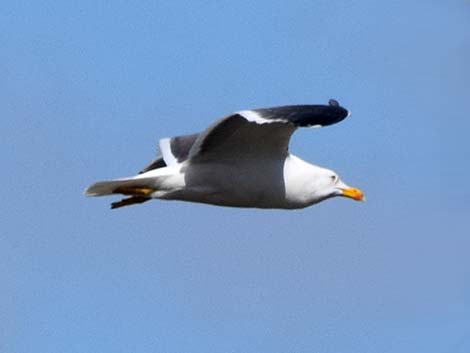 Lesser Black-backed Gulls (Larus fuscus)