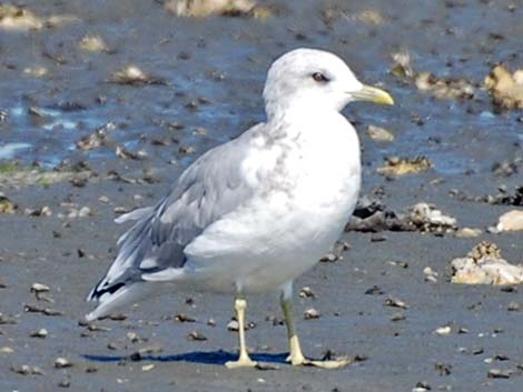 Mew Gull (Larus canus)