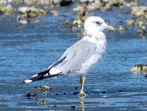 Mew Gull (Larus canus)