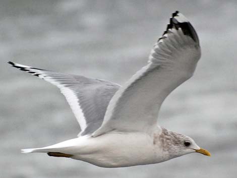 Mew Gull (Larus canus)