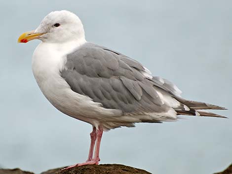 Olympic Gull (Larus glaucescens x occidentalis)