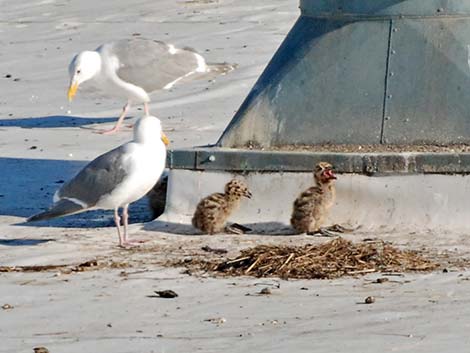 Olympic Gull (Larus glaucescens x occidentalis)