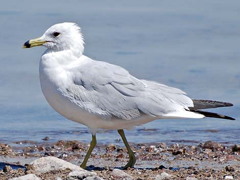 Ring-billed Gull (Larus delawarensis)