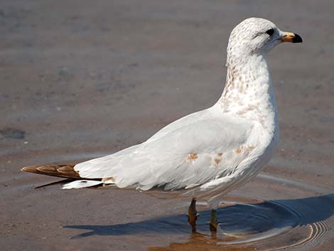 Ring-billed Gull (Larus delawarensis)