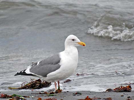 Western Gull (Larus occidentalis)