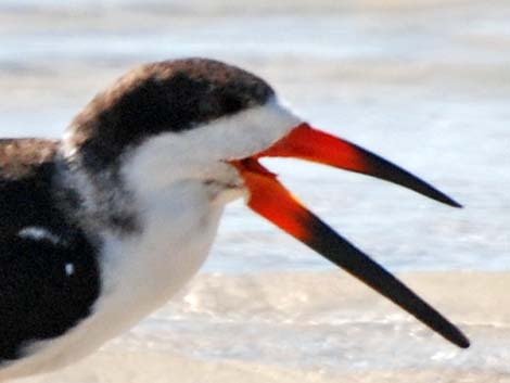 Black Skimmer (Rynchops niger)