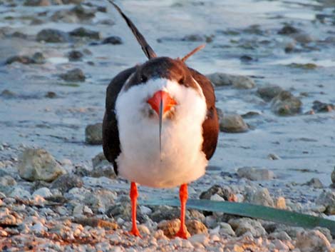 Black Skimmer (Rynchops niger)