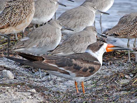 Black Skimmer (Rynchops niger)