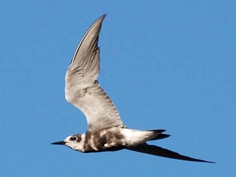 Black Tern (Chlidonias niger)