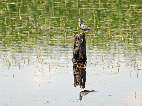 Black Tern (Chlidonias niger)