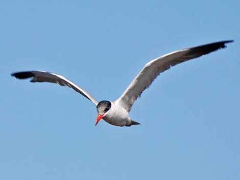 Caspian Tern (Sterna caspia)