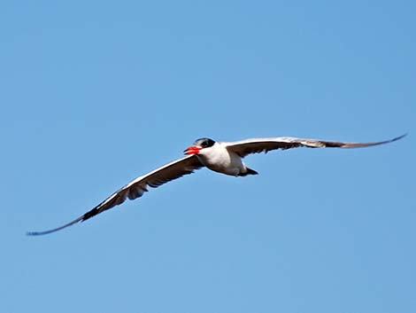 Caspian Tern (Sterna caspia)