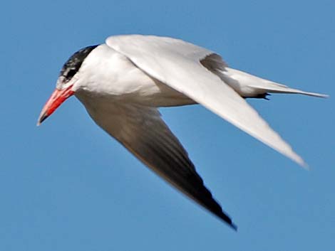 Caspian Tern (Sterna caspia)