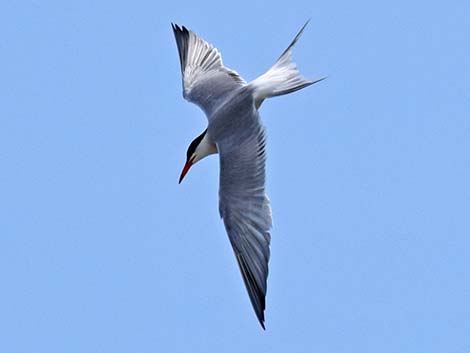 Common Tern (Sterna hirundo)