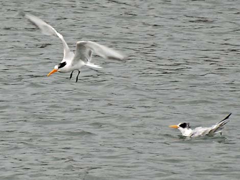 Elegant Tern (Thalasseus elegans)