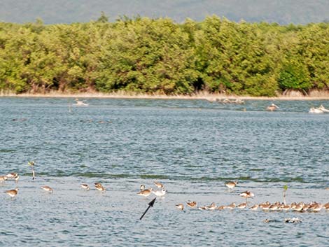 Forster's Tern (Sterna forsteri)