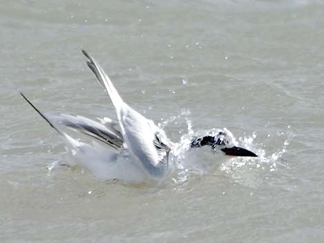 Forster's Tern (Sterna forsteri)