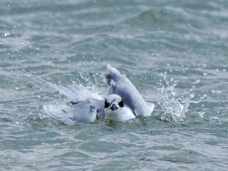 Forster's Tern (Sterna forsteri)