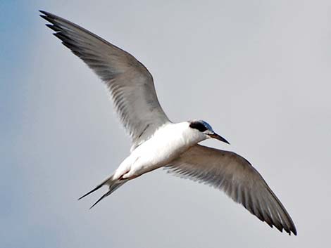 Forster's Tern (Sterna forsteri)