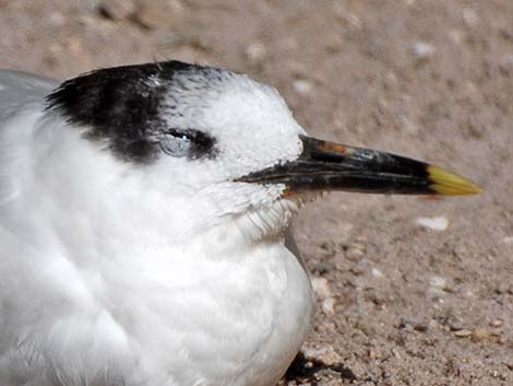 Sandwich Tern (Thalasseus sandvicensis)