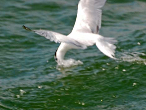 Sandwich Tern (Thalasseus sandvicensis)