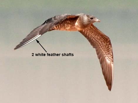 Long-tailed Jaeger (Stercorarius longicaudus)