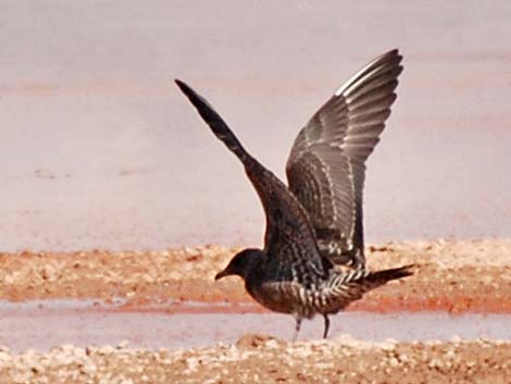 Long-tailed Jaeger (Stercorarius longicaudus)