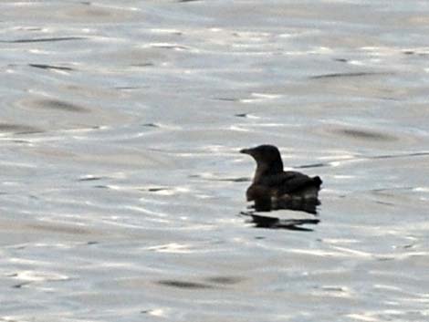 Marbled Murrelet (Brachyramphus marmoratus)