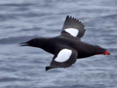 Pigeon Guillemot (Cepphus columba)