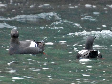 Pigeon Guillemot (Cepphus columba)