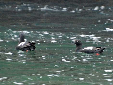 Pigeon Guillemot (Cepphus columba)