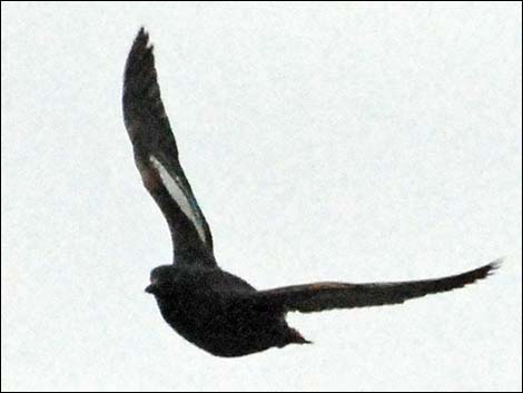 Pigeon Guillemot (Cepphus columba)