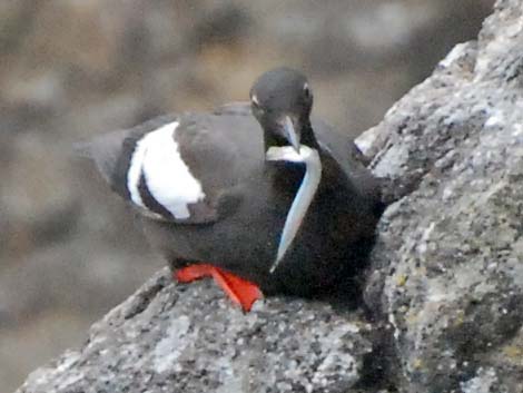 Pigeon Guillemot (Cepphus columba)