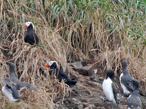 Tufted Puffin (Fratercula cirrhata)