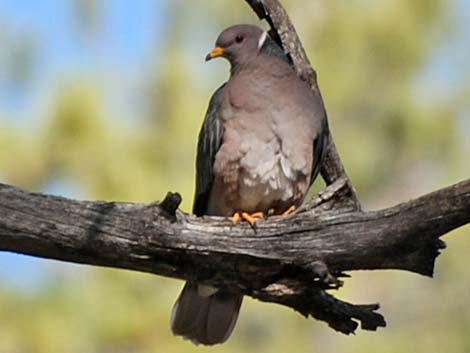 Band-tailed Pigeon (Patagioenas fasciata)