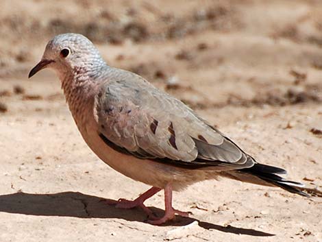 Common Ground-Dove (Columbina passerina)