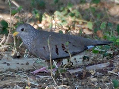 Common Ground-Dove (Columbina passerina)